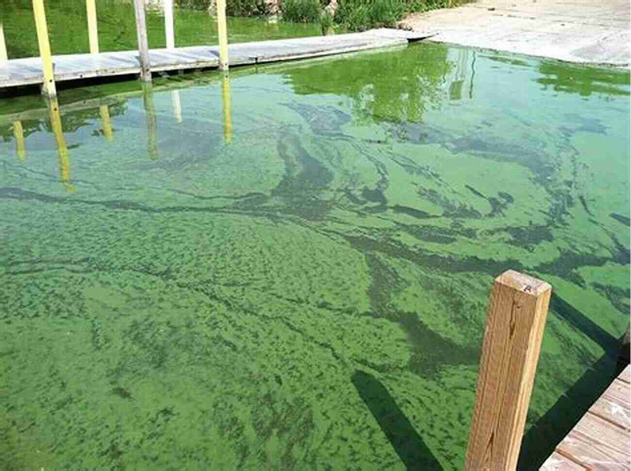 Harmful Algae Blooms Harmful Algae Blooms In Drinking Water: Removal Of Cyanobacterial Cells And Toxins (Advances In Water And Wastewater Transport And Treatment 1)