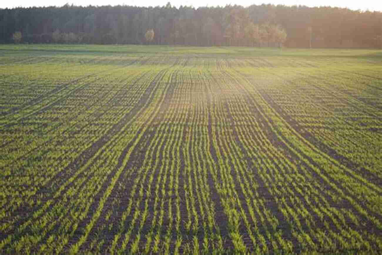 Healthy, Carbon Rich Soil In A Farm Field Soil And Climate (Advances In Soil Science)