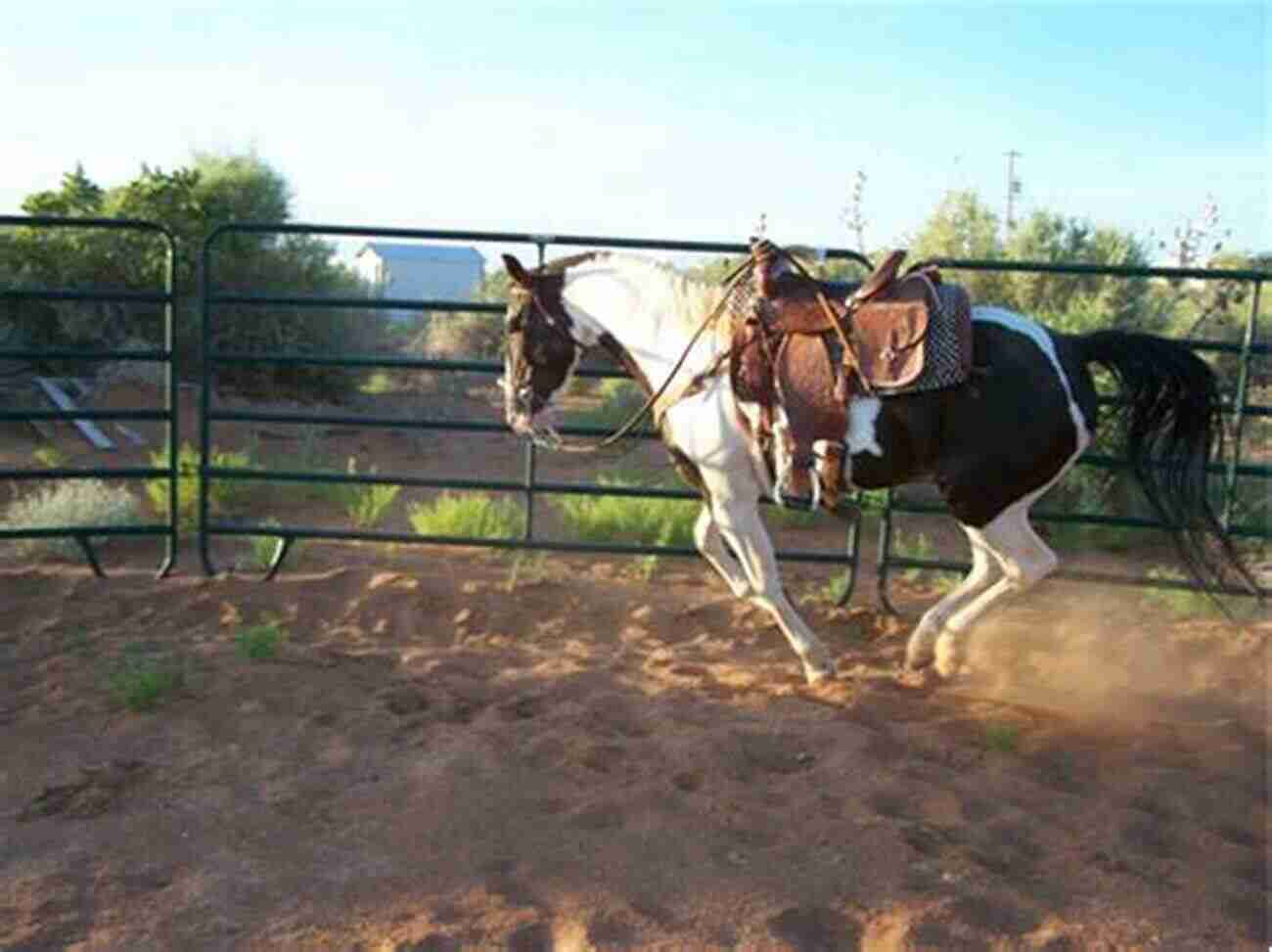 Horsemanship 101: Round Pen Foundational Work Beginner Horsemanship Series Horsemanship 101: Round Pen: Foundational Work (Beginner Horsemanship Series)