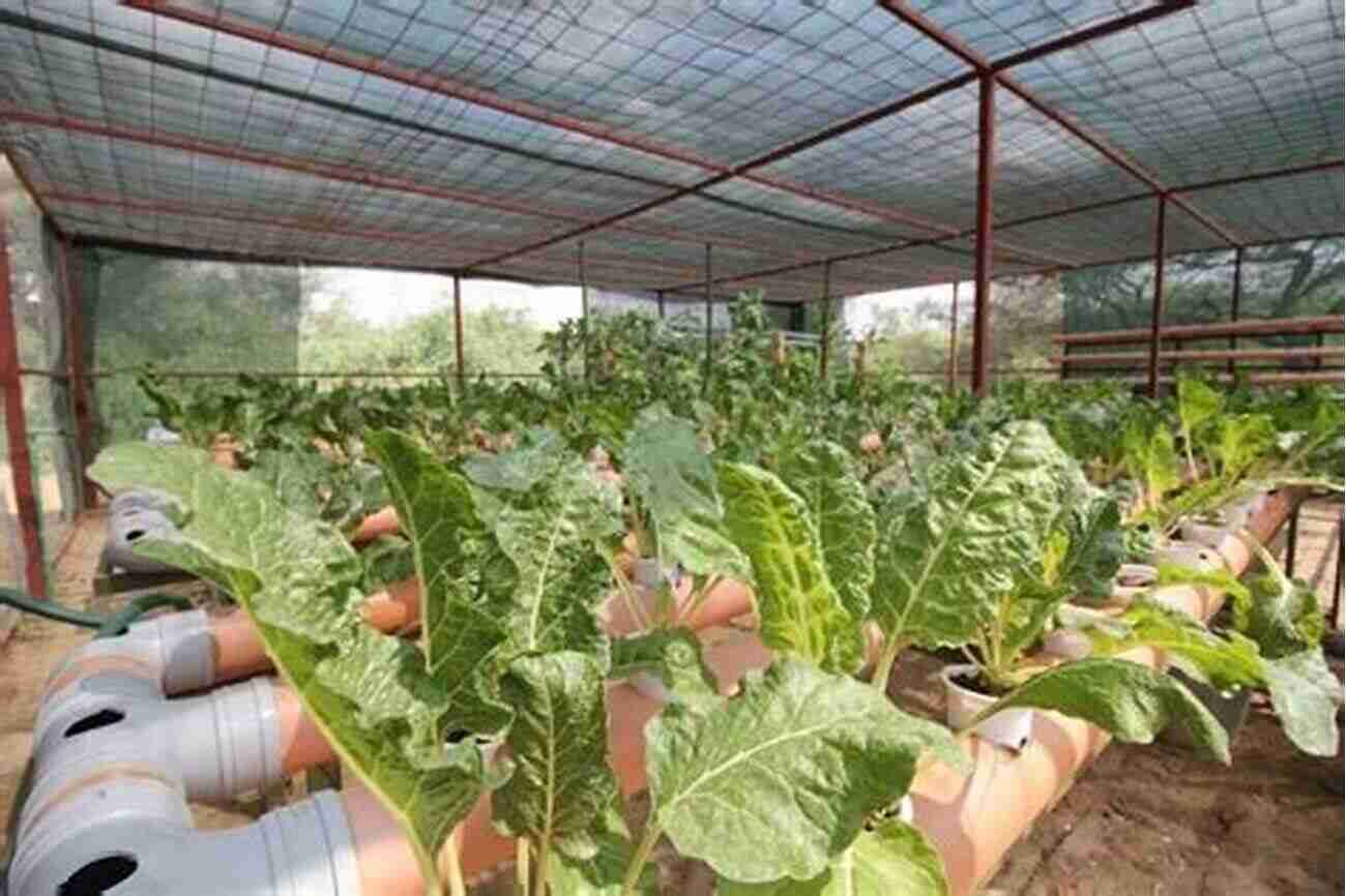 Hydroponics Farming In Arid And Semiarid Lands Advances In Food Producing Systems For Arid And Semiarid Lands Part A (International Symposium Of The Kuwait Foundation)