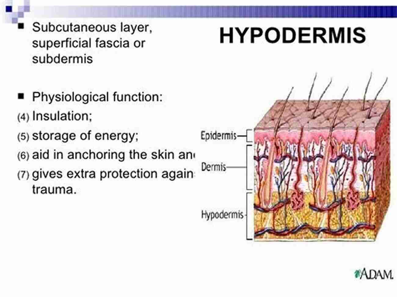 Hypodermis As An Insulation Layer THE SKIN AND OTHER LAYERS