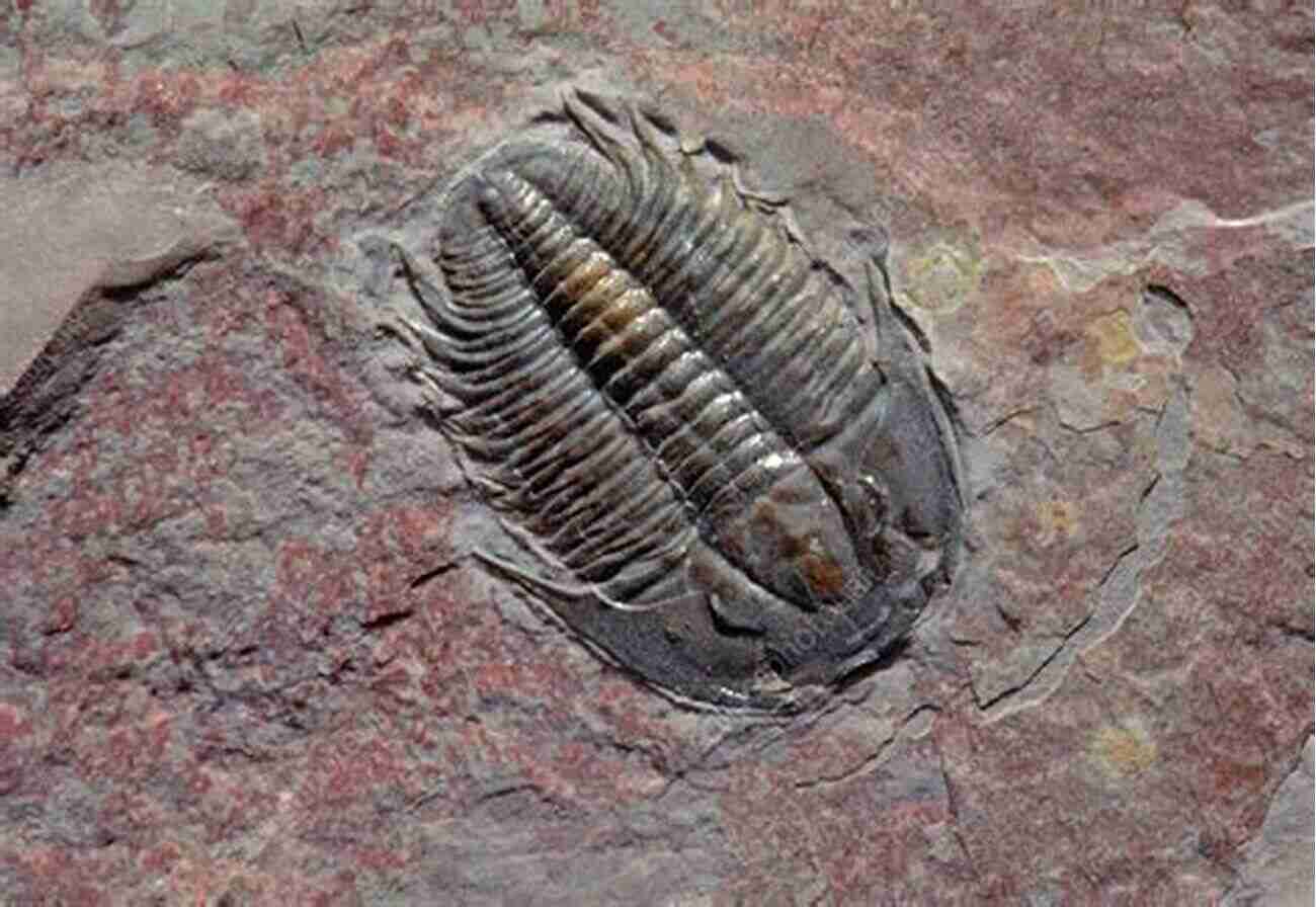 Illustration Of A Well Preserved Trilobite Fossil Showing Intricate Details Of Its Exoskeleton Trilobite: Eyewitness To Evolution Richard Fortey