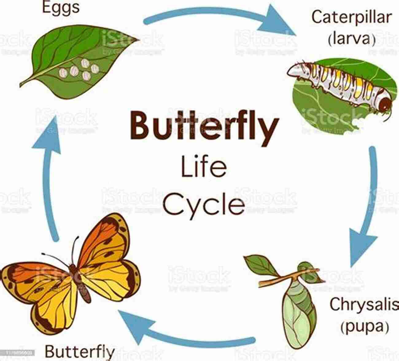 Illustration Of Butterfly Life Cycle ATOM SAM S TINY NEW FRIEND: Basic Science Concepts For Toddlers And Kids (Baby Gifts STEM For Children)