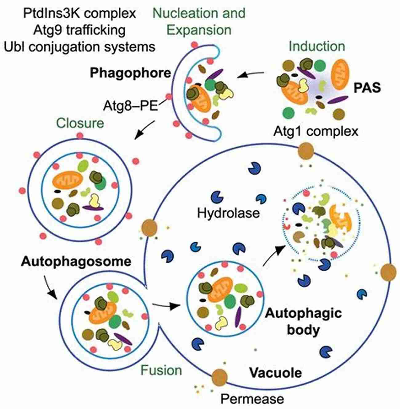 Image Depicting Autophagy Regulation Process Analysis Of Autophagy Regulation: Discussion Of Recent Research And New Technologies (Euroscicon Meeting Reports)