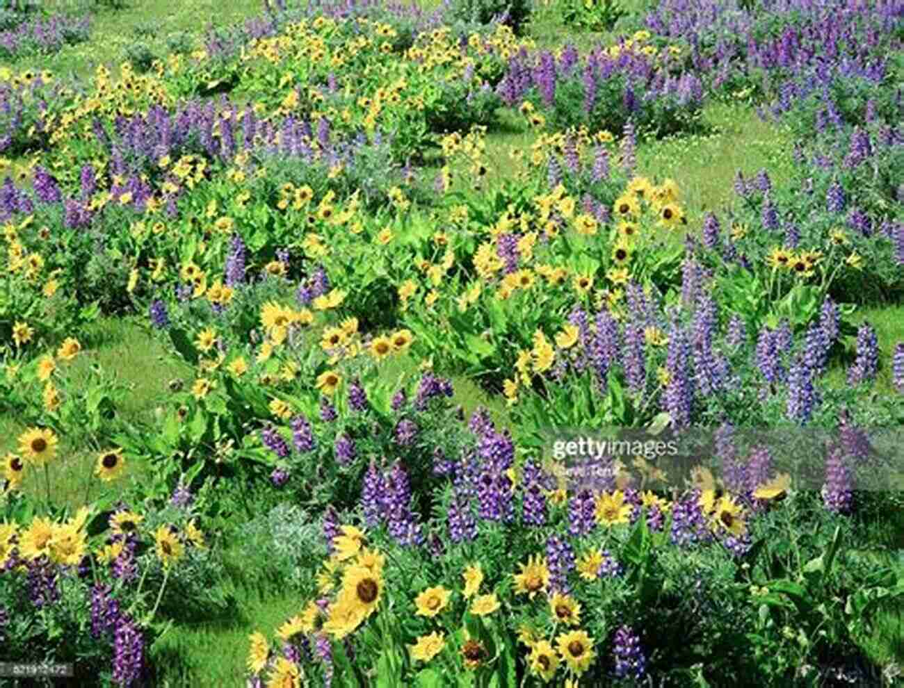 Image Of A Blooming Wildflower In A Lush Meadow Wildflower: A Tale Of Transcendence