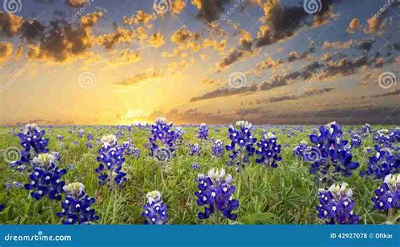 Image Of A Field Filled With Vibrant Bluebonnet Flowers Wildflower: A Tale Of Transcendence