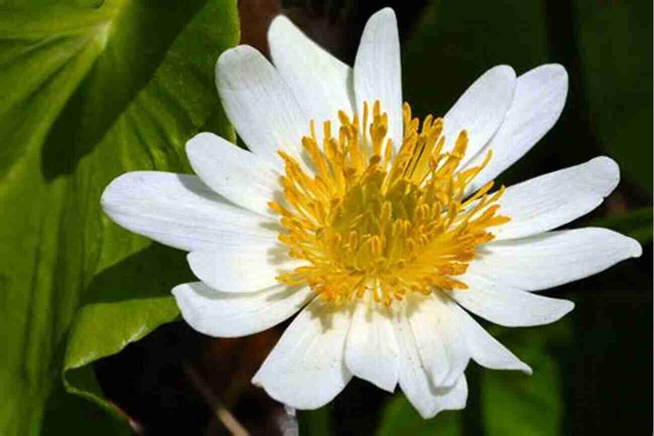 Image Of An Alpine Marsh Marigold Blooming In An Alpine Meadow Wildflower: A Tale Of Transcendence