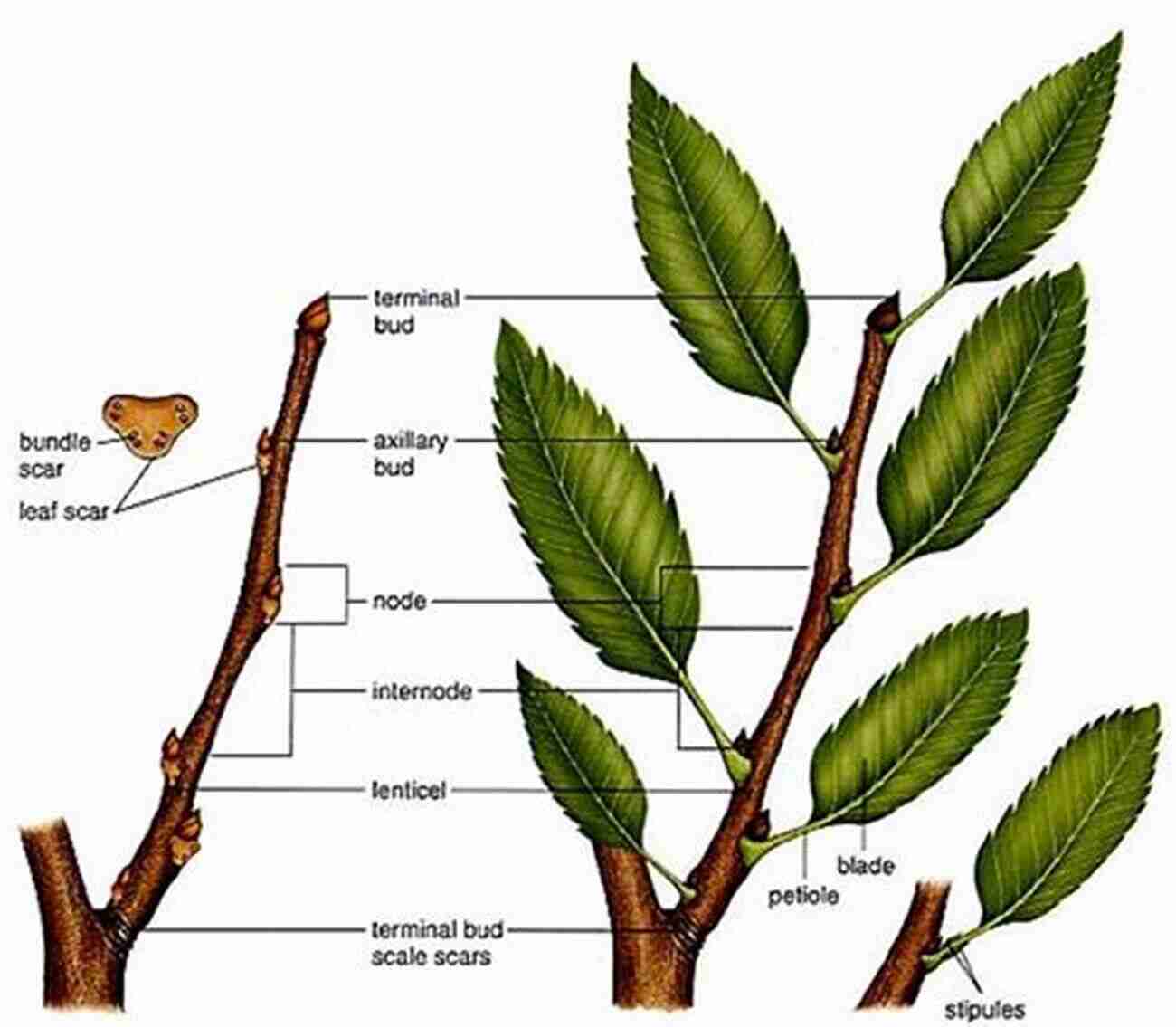 Immerse Yourself In The Beauty Of Diverse Woody Plant Stems. Atlas Of Woody Plant Stems: Evolution Structure And Environmental Modifications