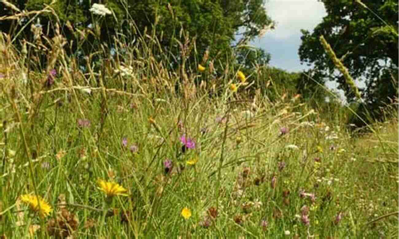 Immerse Yourself In The Vibrant Colors Of Britain's Wild Meadows Wild Garden Weekends: Explore The Secret Gardens Wild Meadows And Kitchen Garden Cafes Of Britain