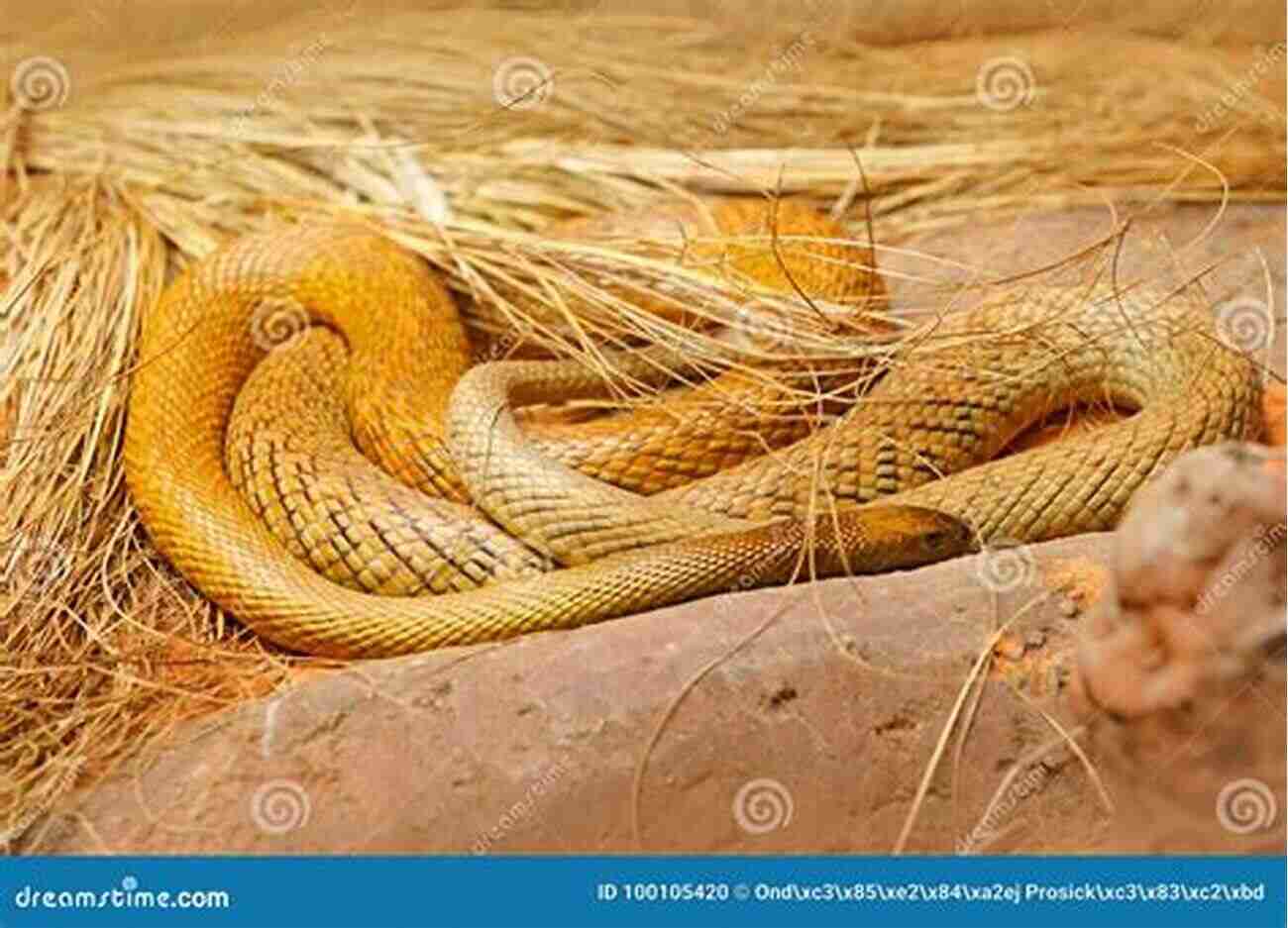 Inland Taipan Hiding In The Grass Snakes That Slither: Fun Facts About Snakes Of The World: Snakes For Kids Herpetology (Children S Zoology Books)