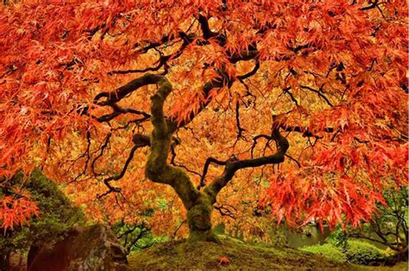 Japanese Maple Tree With Vibrant Fall Foliage Breath Of Joy: Ah Autumn