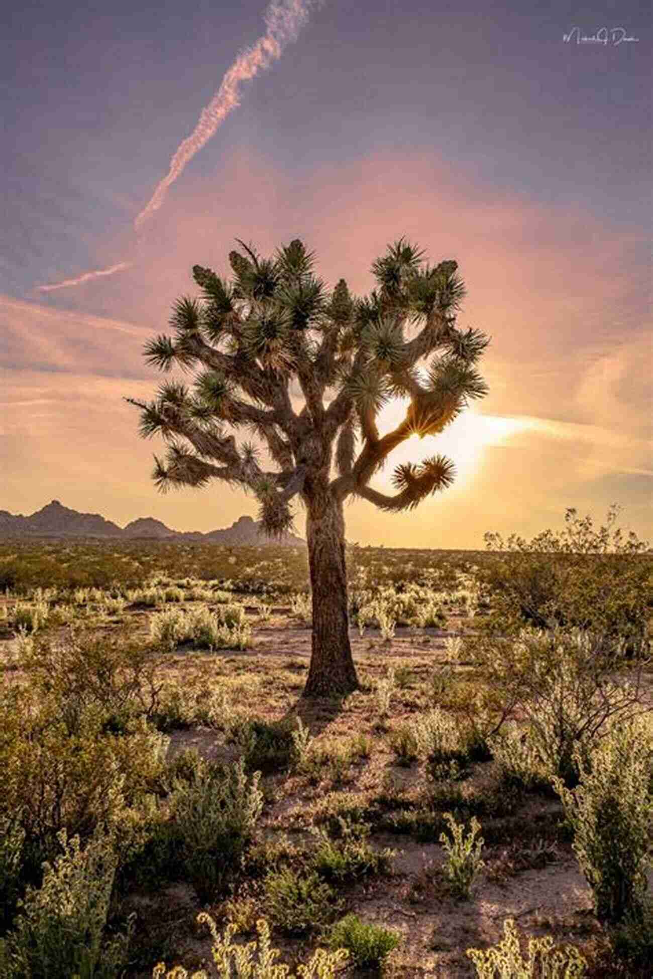 Joshua Tree Desert Life: A Guide To The Southwest S Iconic Animals Plants And How They Survive