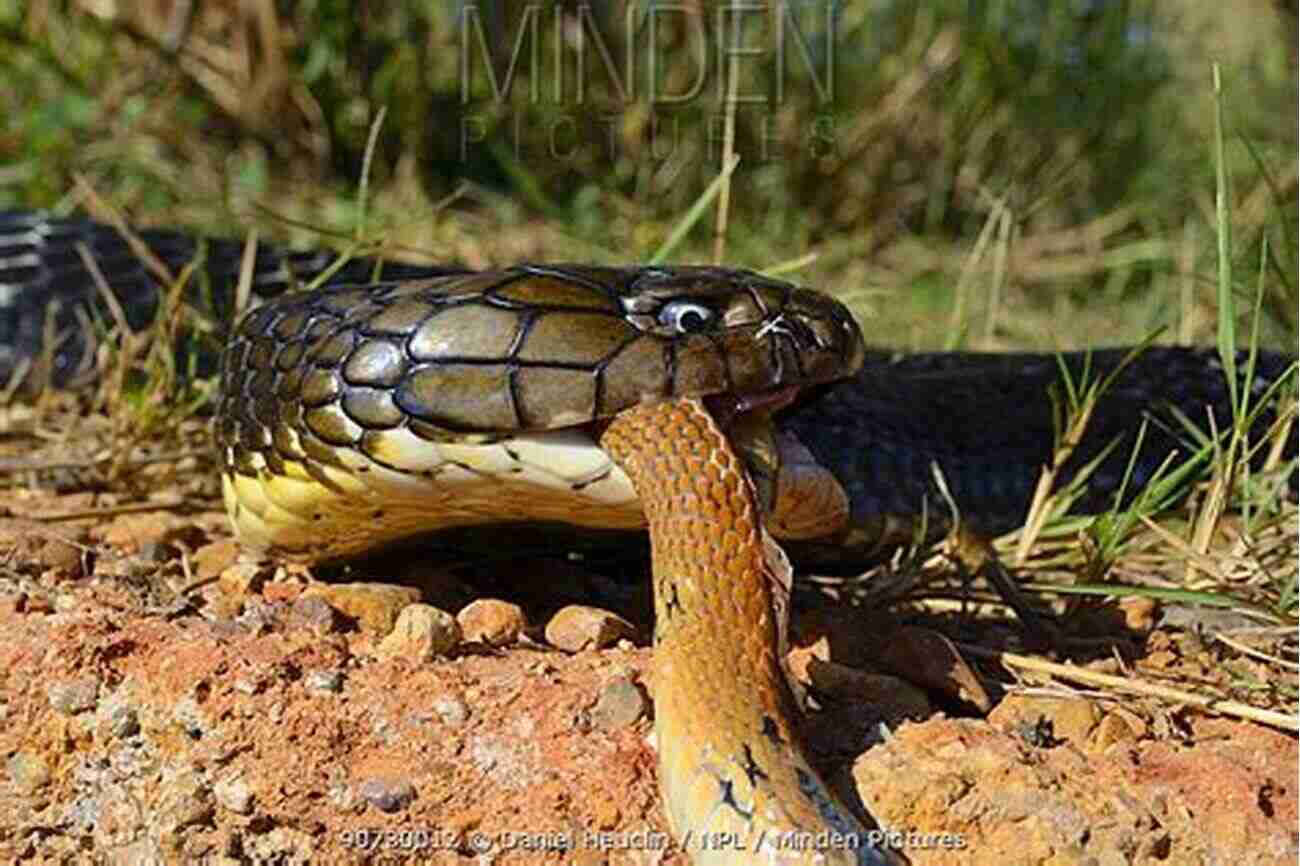 King Brown Snake Swallowing Another Snake Snakes That Slither: Fun Facts About Snakes Of The World: Snakes For Kids Herpetology (Children S Zoology Books)