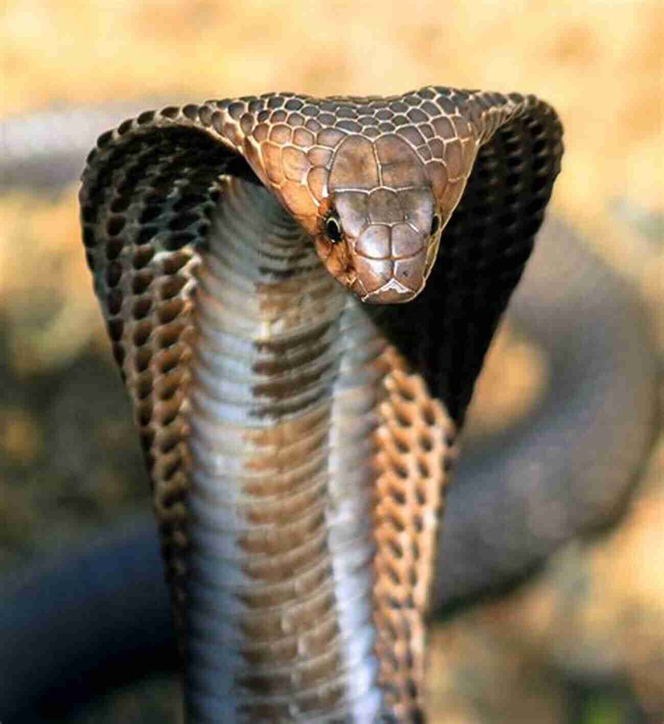 King Cobra With Hood Expanded Snakes That Slither: Fun Facts About Snakes Of The World: Snakes For Kids Herpetology (Children S Zoology Books)