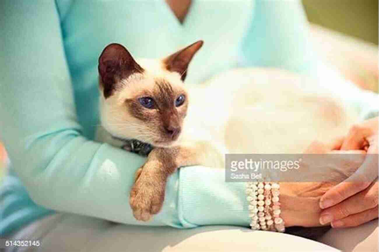 Long Haired Cat With Bright Green Eyes Sitting On A Woman's Lap The Animals Among Us: How Pets Make Us Human