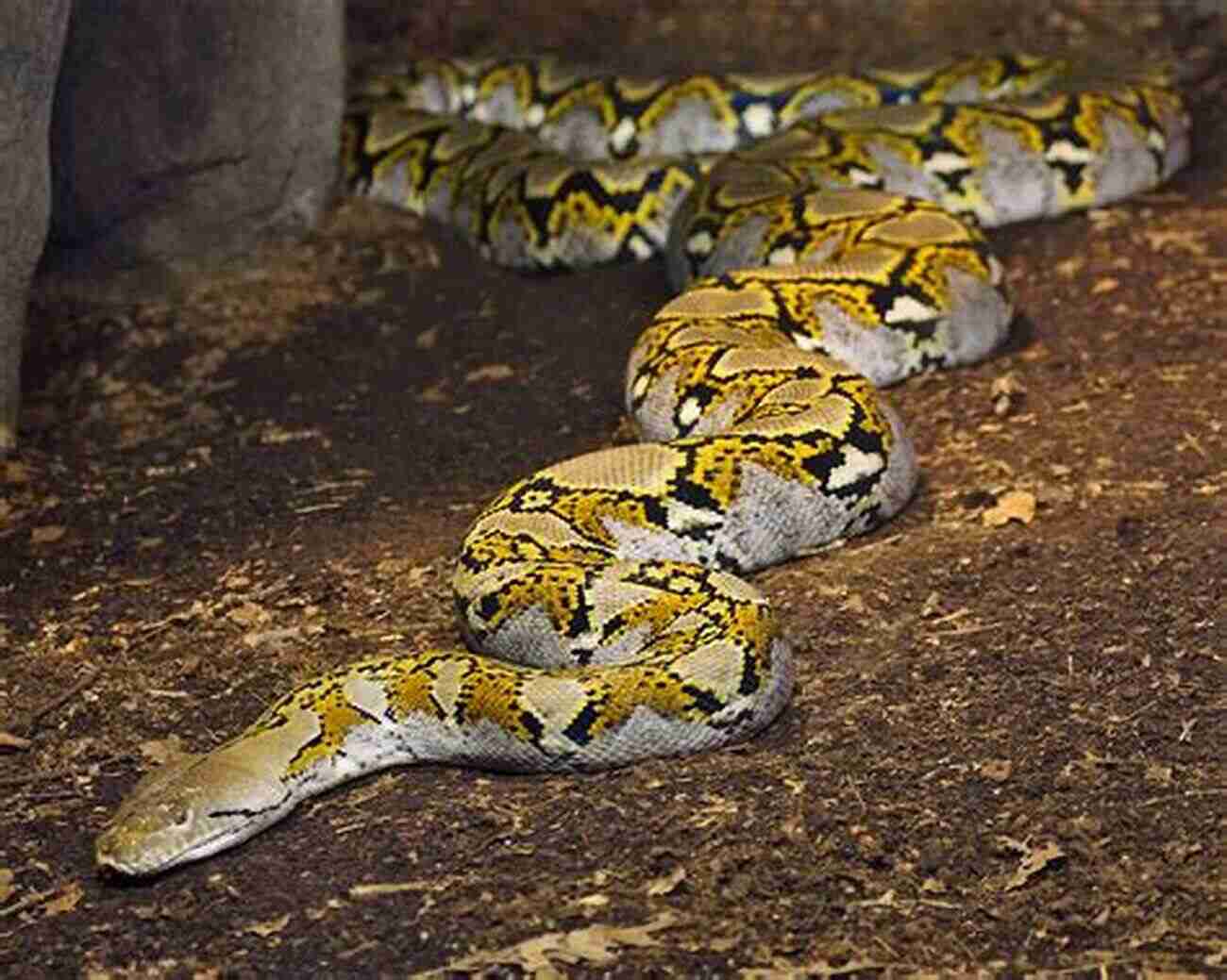 Longest Snake In The World The Reticulated Python Snakes That Slither: Fun Facts About Snakes Of The World: Snakes For Kids Herpetology (Children S Zoology Books)