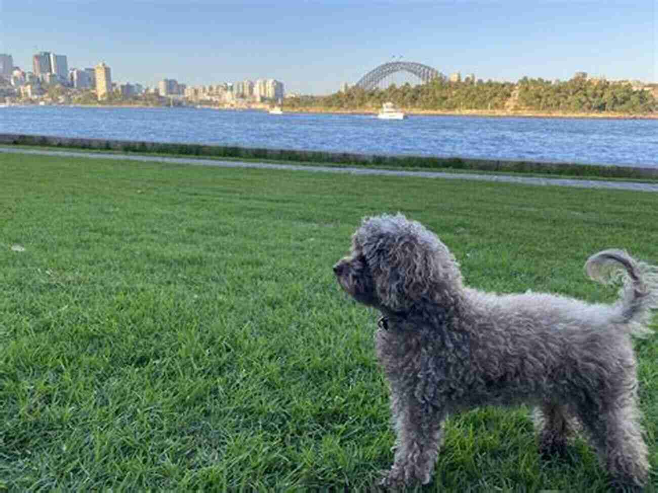 Max And Coco Enjoying A Walk In The Park Living With Two (Smart) Rescue Dogs During The Time Of COVID 19: A Memoir