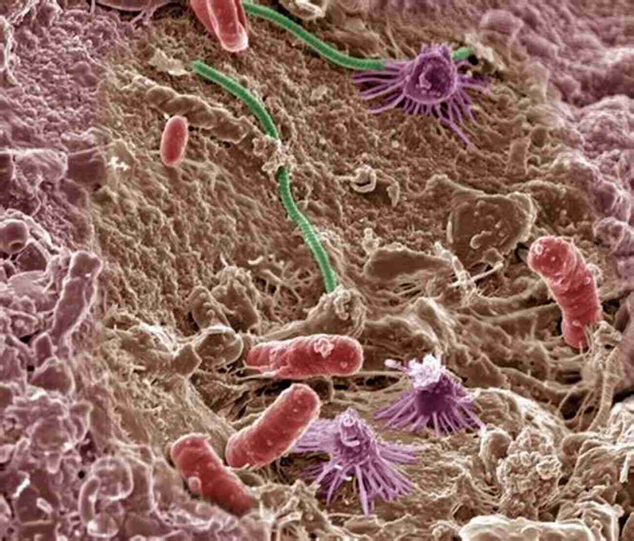 Microscopic View Of Soil Microbes Soil And Climate (Advances In Soil Science)