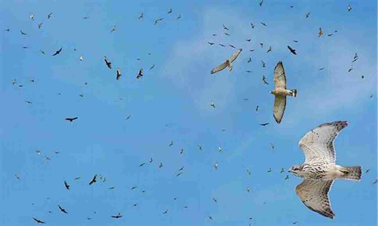 Migratory Hawk Soaring Through The Sky Hawks At A Distance: Identification Of Migrant Raptors