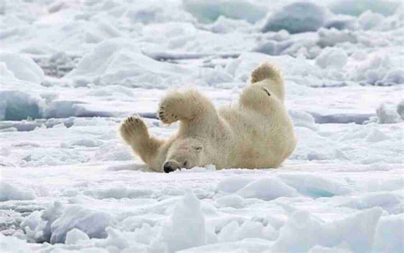 Polar Bear Rolling In The Snow And Looking Adorable 15 Funny Facts About Polar Bears