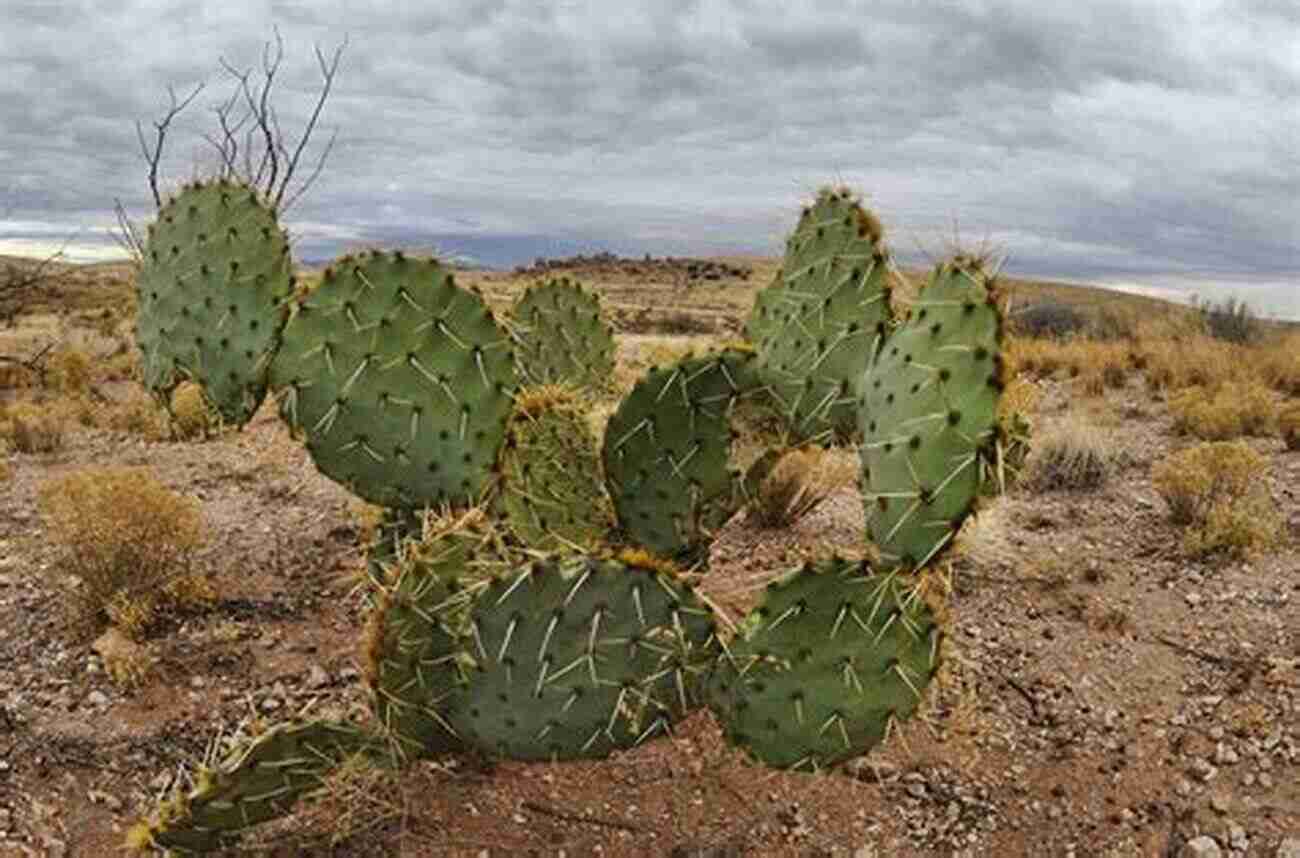 Prickly Pear Cactus Desert Life: A Guide To The Southwest S Iconic Animals Plants And How They Survive