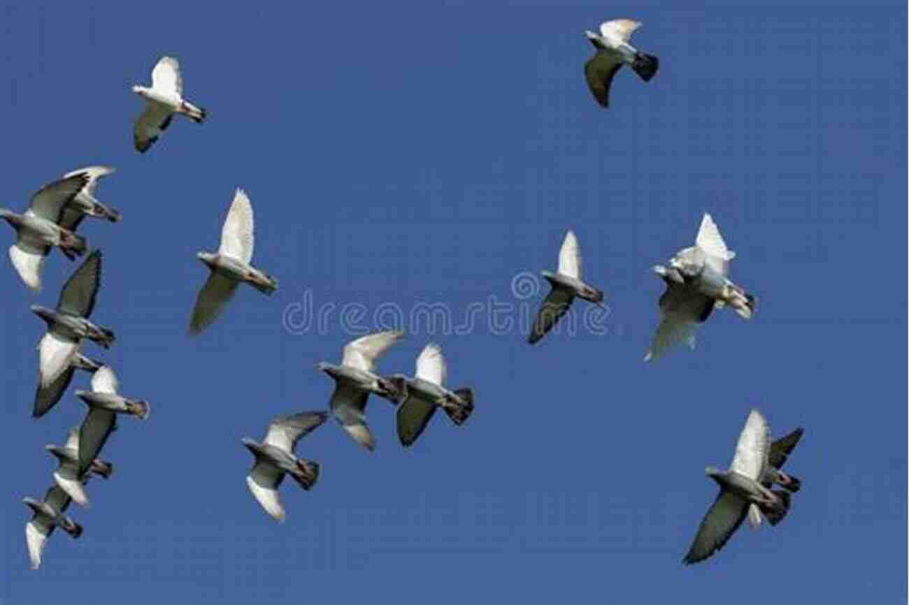 Racing Pigeons Flying At An Incredible Speed Racing Pigeons Racing Pigeons Guide Racing Pigeons Breeds Feeding Loft Health Racing Training Systems Record Keeping