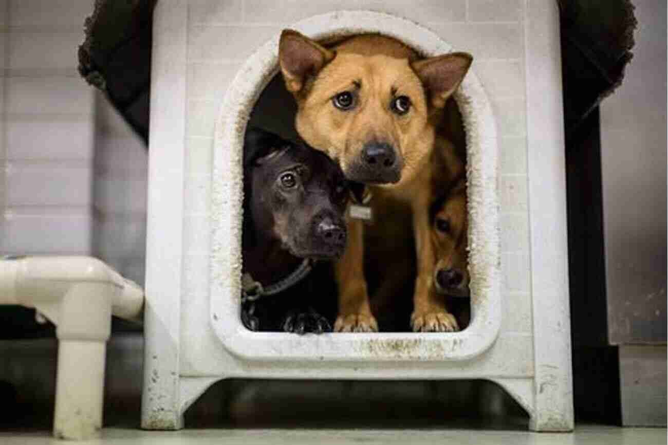 Rescue Dogs Awaiting Adoption At A Shelter Living With Two (Smart) Rescue Dogs During The Time Of COVID 19: A Memoir