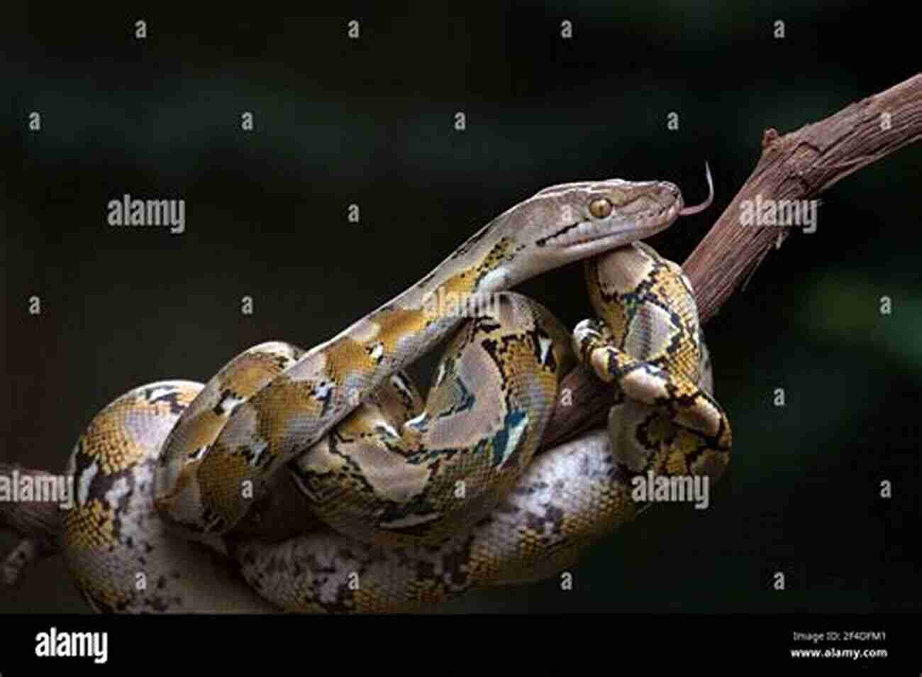 Reticulated Python Coiled Around A Tree Snakes That Slither: Fun Facts About Snakes Of The World: Snakes For Kids Herpetology (Children S Zoology Books)