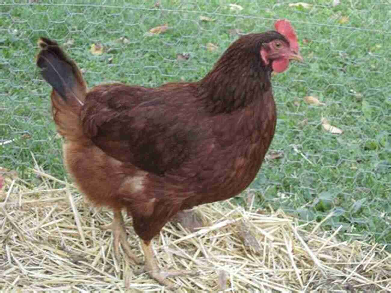 Rhode Island Red Chicken A Beautiful Addition To Your Family Rhode Island Red Chicken Owner S Manual Rhode Island Red Chickens As Pets