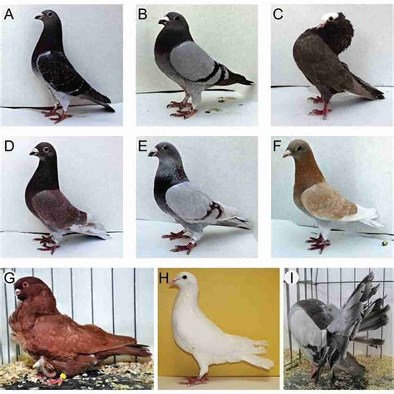 Rock Pigeons In Various Colors Rock Pigeon (No Such Thing As A Regular Bird 4)