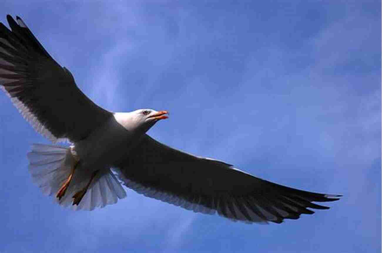 Sergei Seagull In Flight A Majestic Bird With Remarkable Characteristics Sergei Seagull (No Such Thing As A Regular Bird 7)