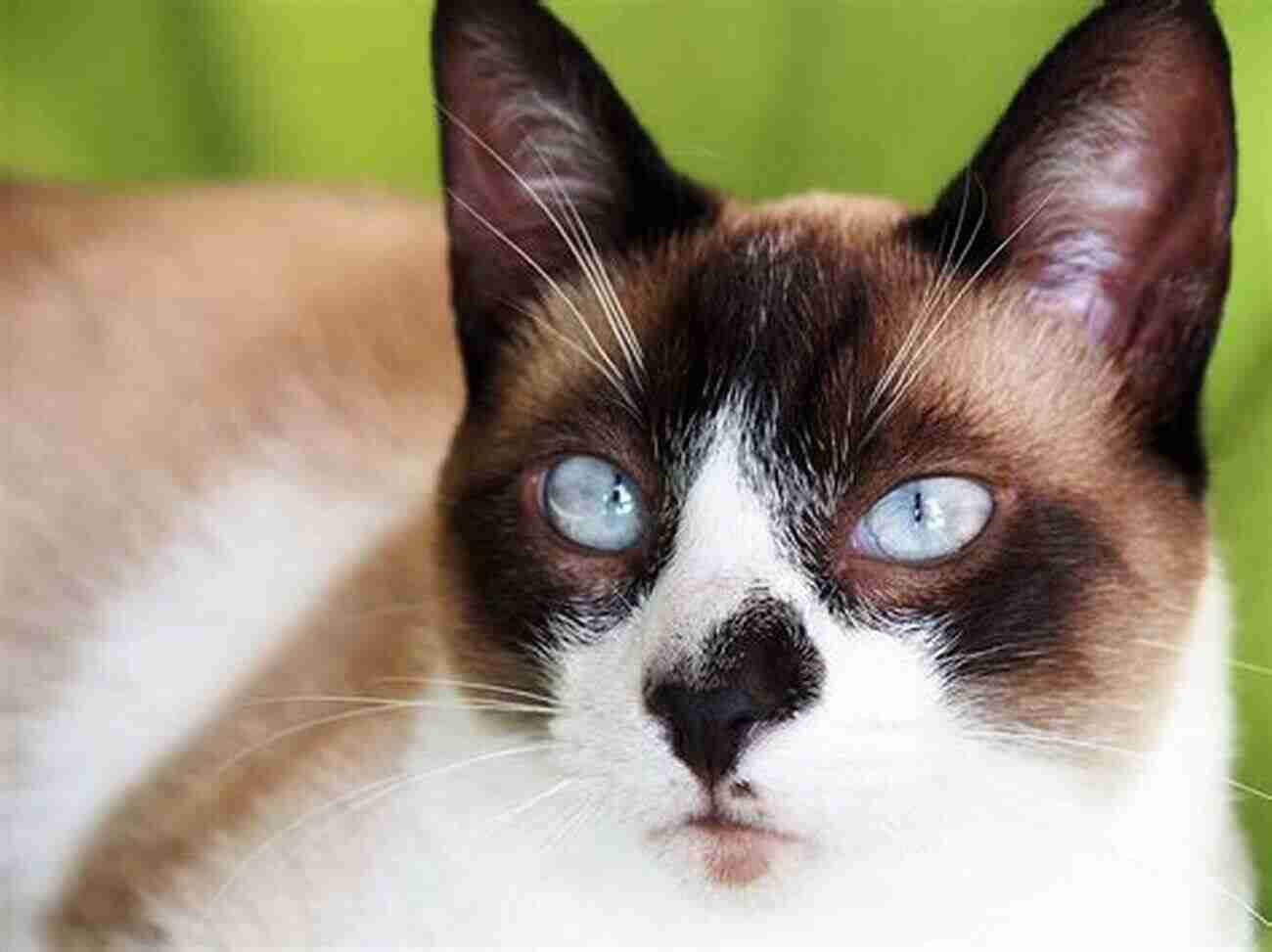 Snowshoe Cat With Mesmerizing Blue Eyes Snowshoe Cats As Pets: Snowshoe Cat Information Where To Buy Care Behavior Cost Health Training Grooming Diet And A Whole Lot More A Complete Snowshoe Cat Owner Guide