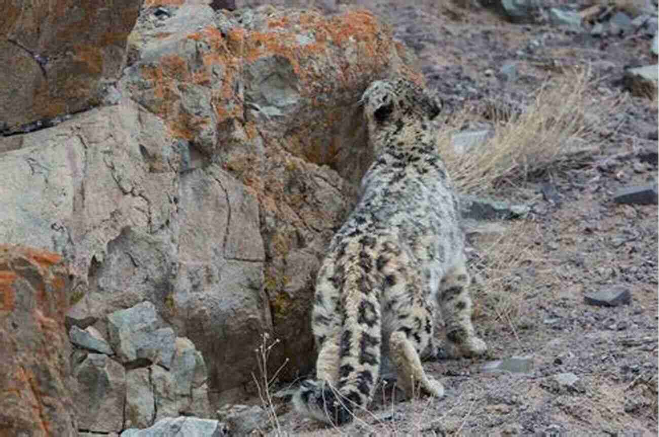 Spotting The Elusive Snow Leopard In The Himalayas Tibet Wild: A Naturalist S Journeys On The Roof Of The World