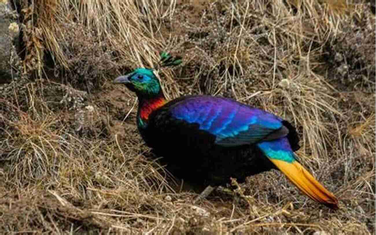 Spotting The Stunning Himalayan Monal During Naturalist Journeys Tibet Wild: A Naturalist S Journeys On The Roof Of The World