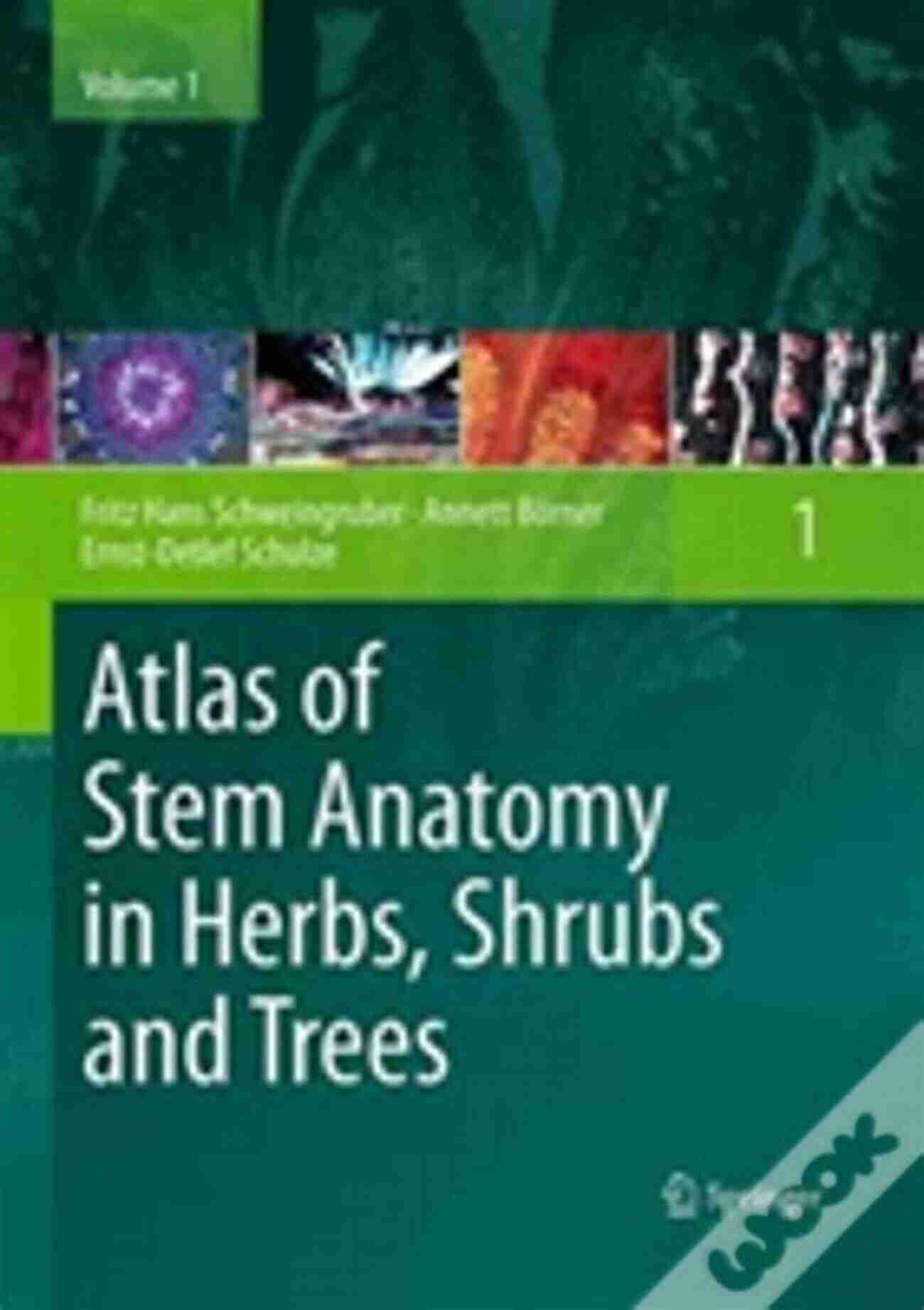 Stem Cells Illustration Atlas Of Stem Anatomy In Herbs Shrubs And Trees: Volume 1