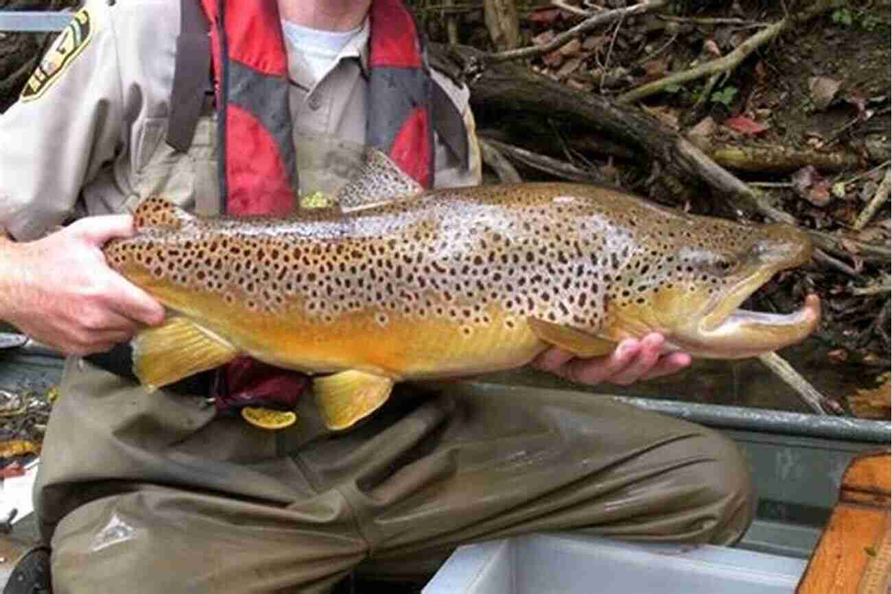 The Beautiful Native Fishes Of Ohio Native Fishes Of Ohio Daniel L Rice