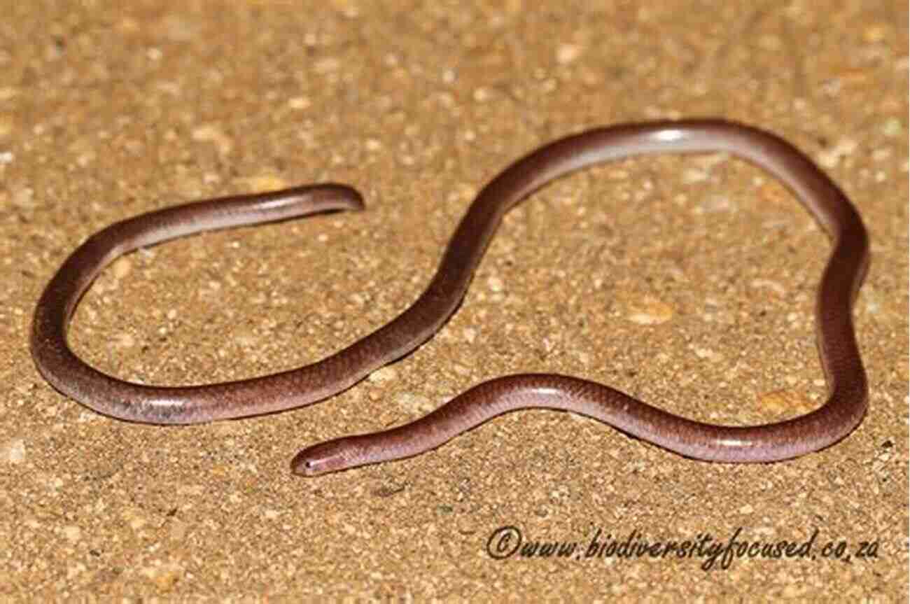 Thread Snake Crawling On A Ruler Snakes That Slither: Fun Facts About Snakes Of The World: Snakes For Kids Herpetology (Children S Zoology Books)