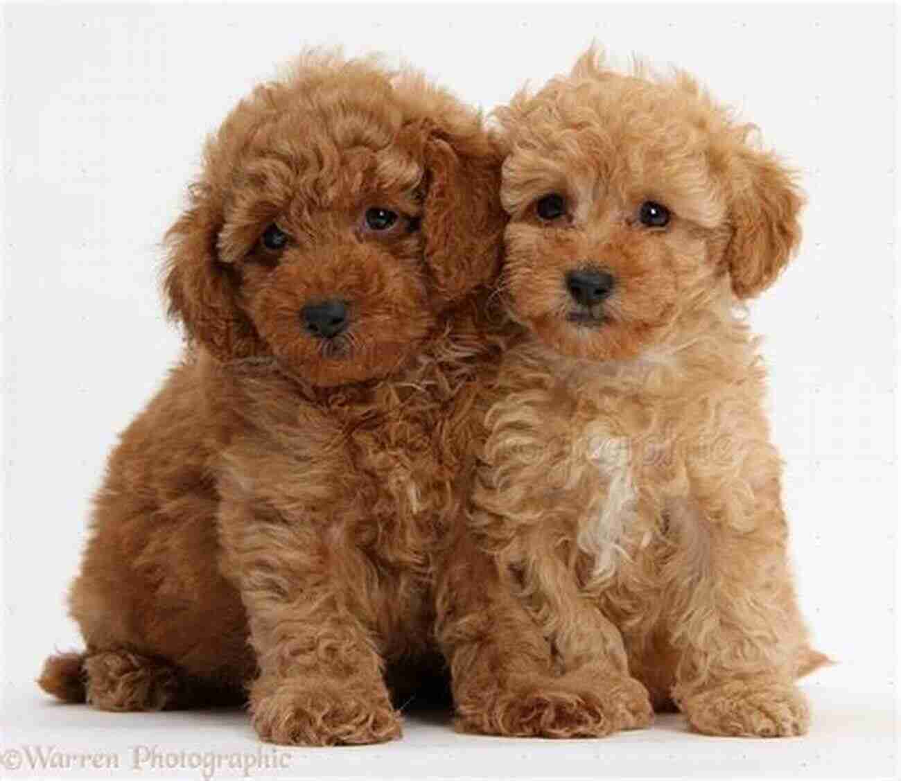 Toy Poodle Toy Poodles The Ultimate Toy Poodle Manual Toy Poodles Pros And Cons Size Training Temperament Health Grooming Daily Care All Included