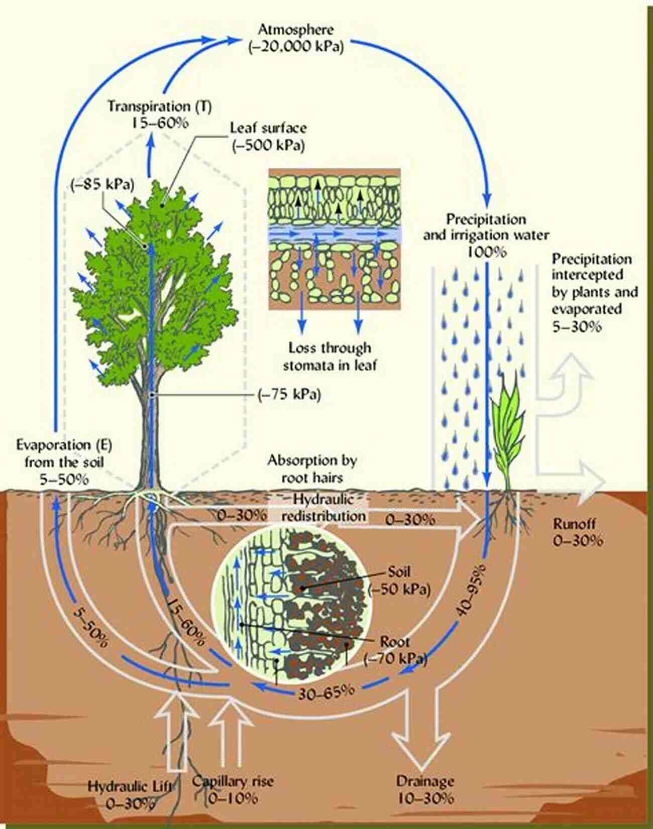 Transport In The Atmosphere Vegetation Soil Continuum