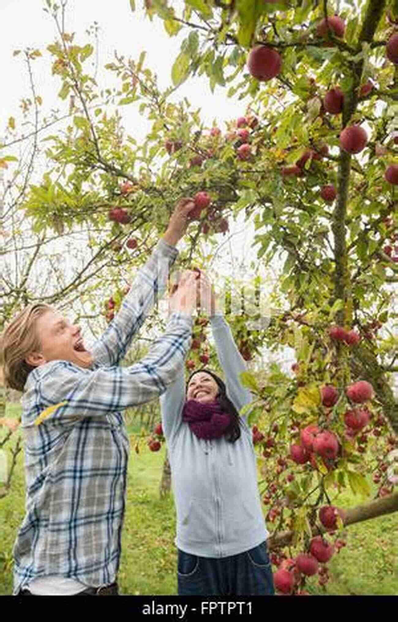 Two Apples Embracing Each Other Passionately In An Orchard Apples Apples I Love Apples