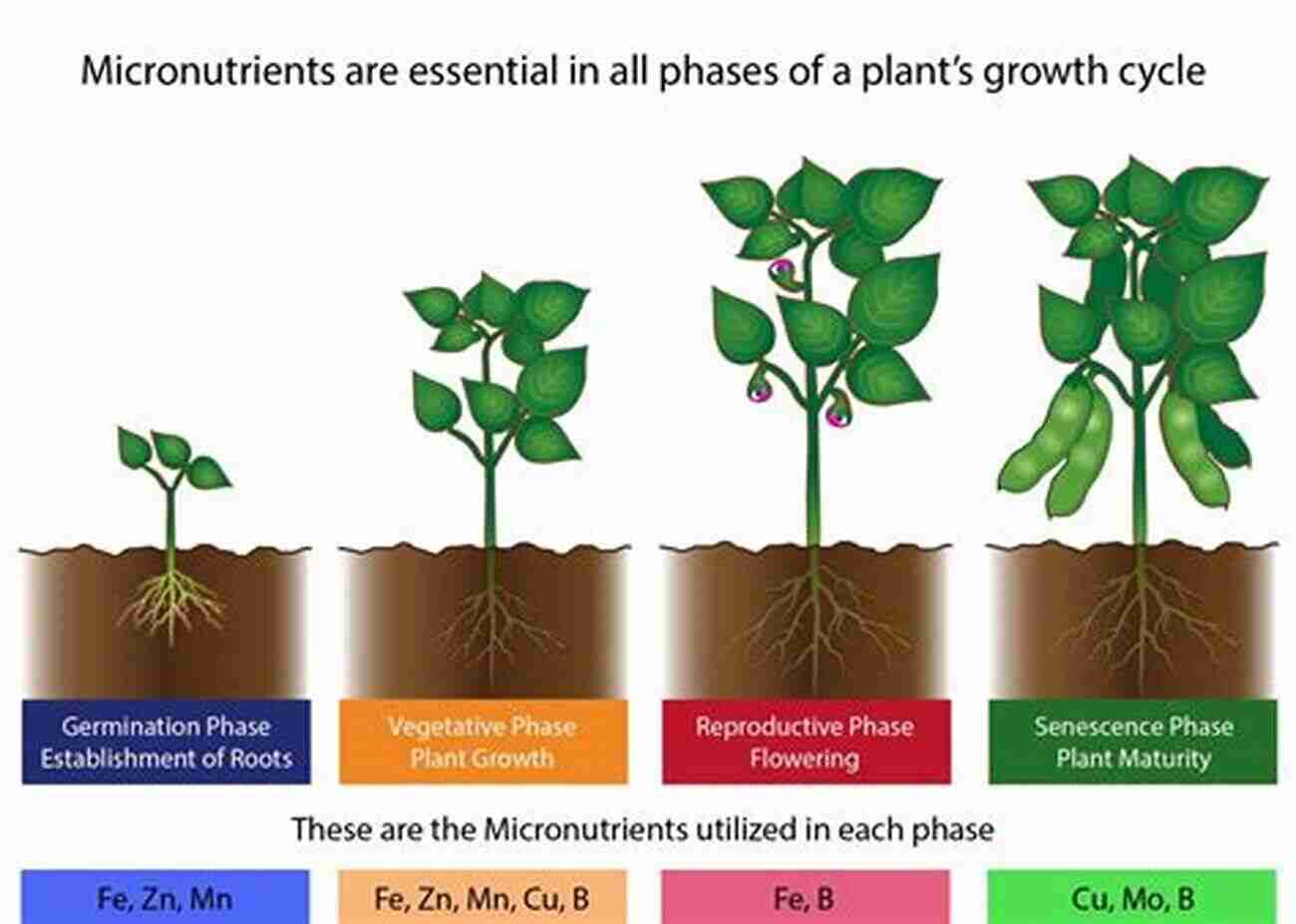 Using Micronutrients For Plant Growth Plant Micronutrient Use Efficiency: Molecular And Genomic Perspectives In Crop Plants