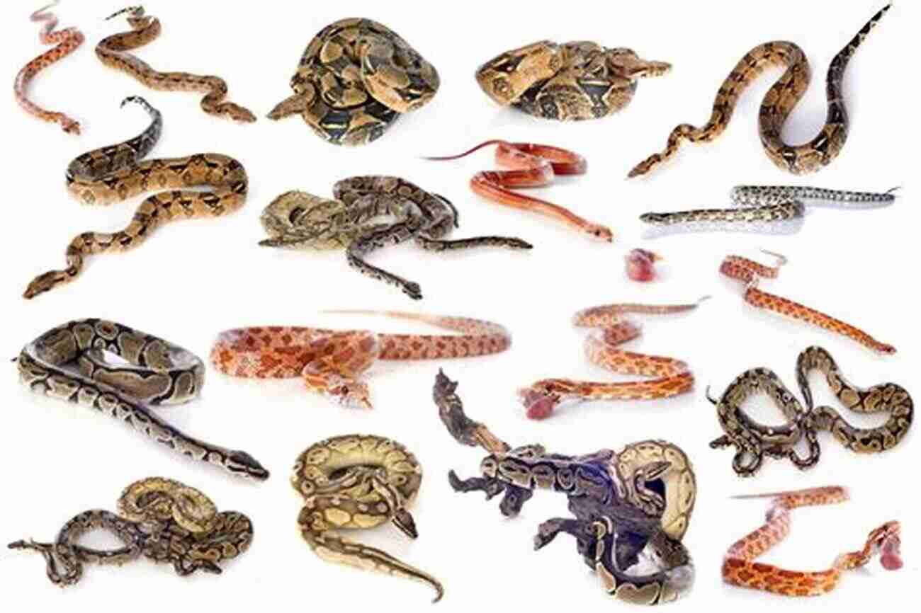 Various Snake Species Grouped Together Snakes That Slither: Fun Facts About Snakes Of The World: Snakes For Kids Herpetology (Children S Zoology Books)