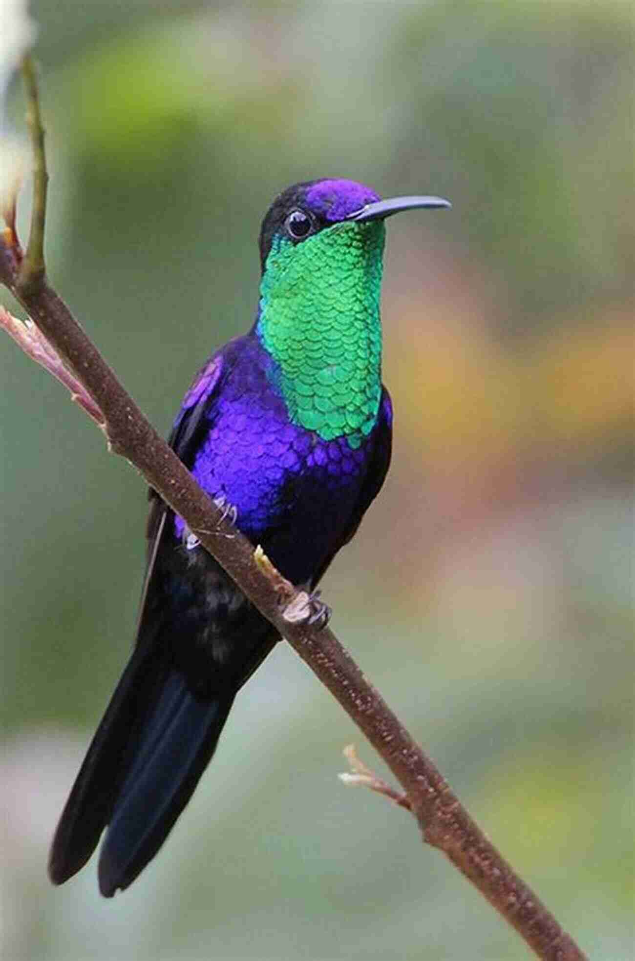 Violet Crowned Woodnymph Hummingbird In Moult The Biology Of Moult In Birds