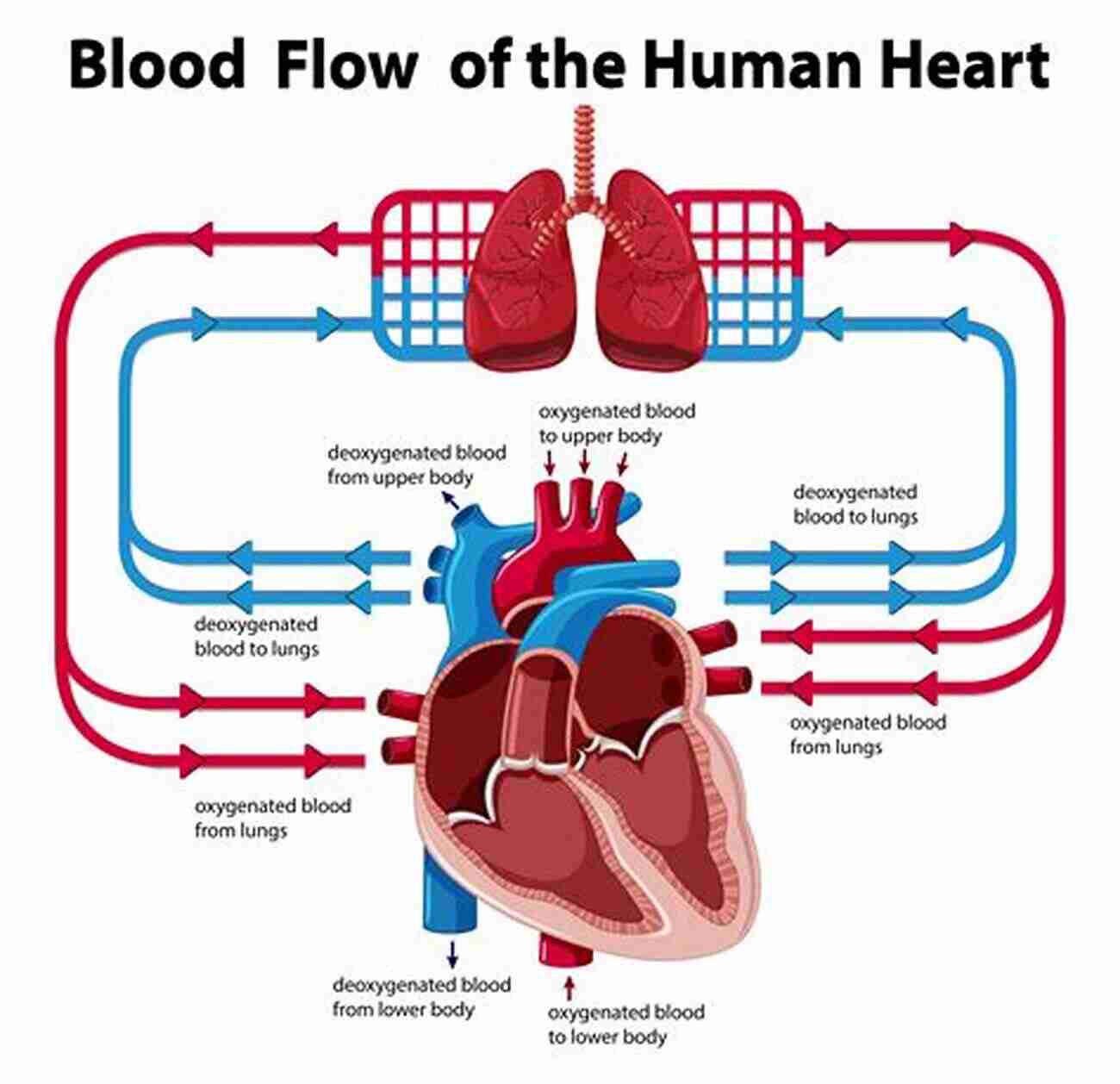 Visual Representation Of Blood Flow Through The Heart Complex Structure And Dynamics Of The Heart (Springer Theses)