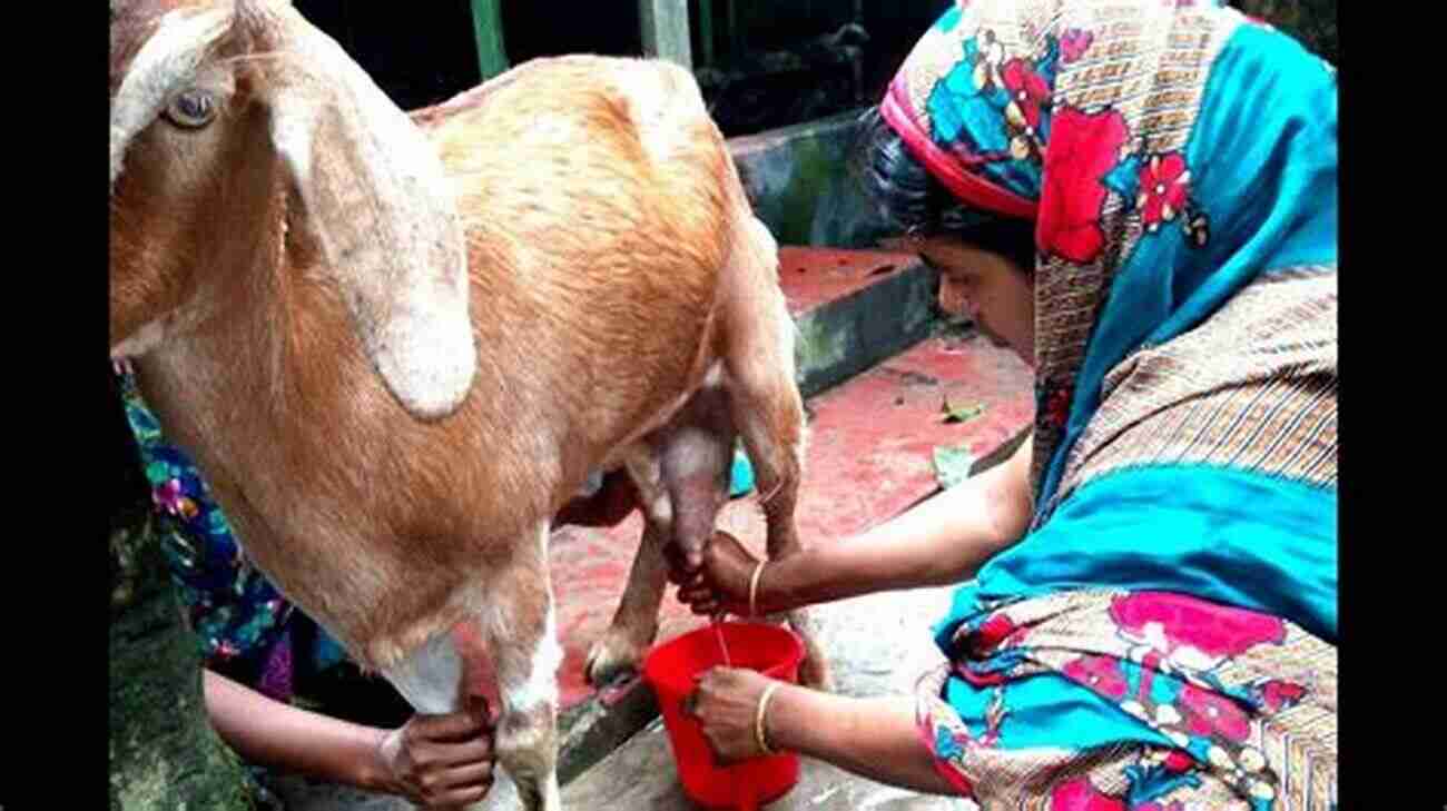 Woman Milking A Goat By Hand I Couldn T Milk Another Goat: Goodbye Norway Hello Minnesota