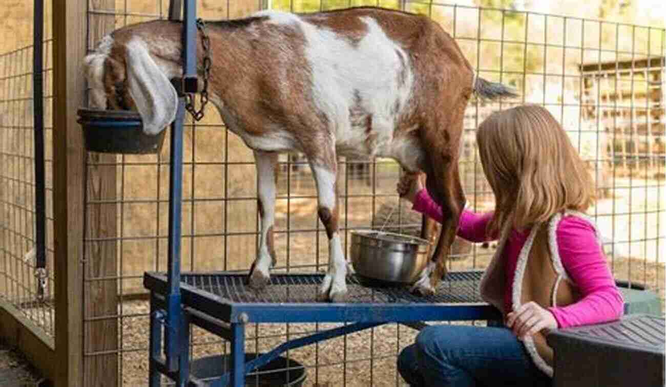 Woman Milking A Goat In A Field I Couldn T Milk Another Goat: Goodbye Norway Hello Minnesota