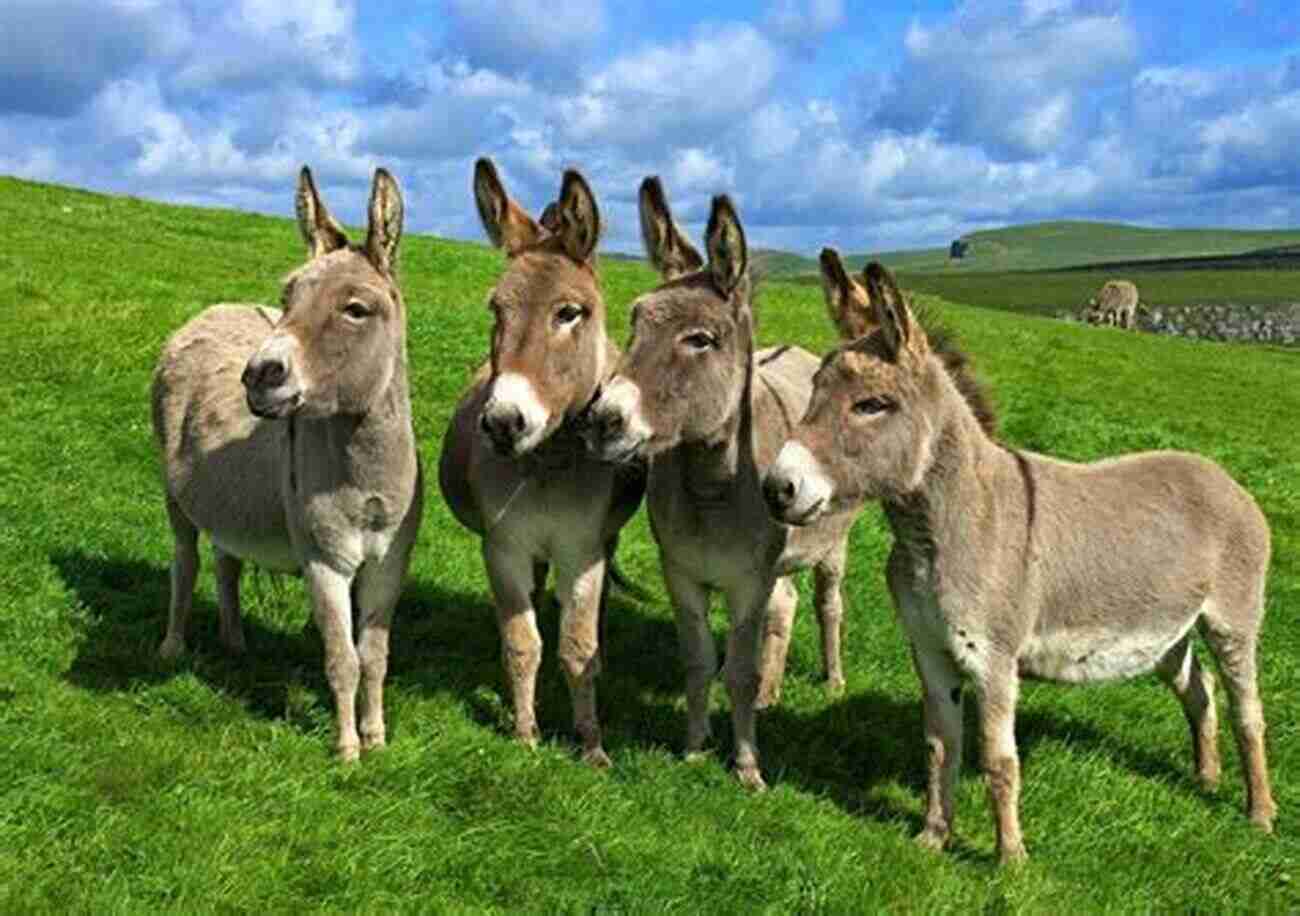 A Group Of Mules Standing In A Field MULES MULES AND MORE MULES: The Adventures And Misadventures Of A First Time Mule Owner