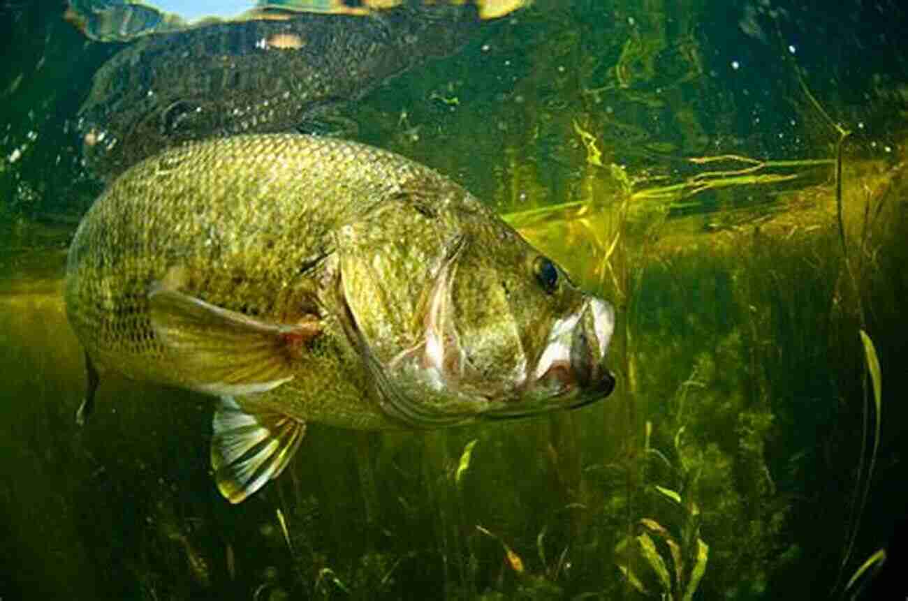 Black Bass Swimming In Clear Water Black Bass Where To Catch Them In Quantity Within An Hour S Ride From New York