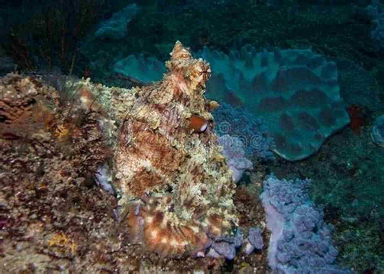 Clever Octopus Camouflaging Itself Against The Ocean Floor The Minds And Manners Of Wild Animals A Of Personal Observations