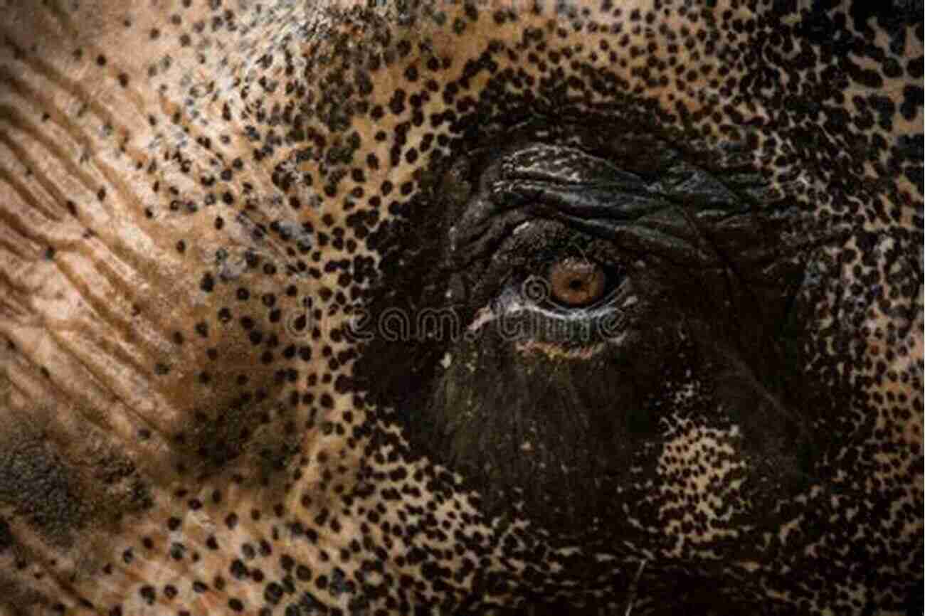 Close Up Of An Intelligent Elephant With Expressive Eyes The Minds And Manners Of Wild Animals A Of Personal Observations